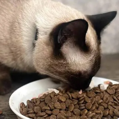 Pet Food Bagging Machine