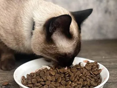 Pet Food Bagging